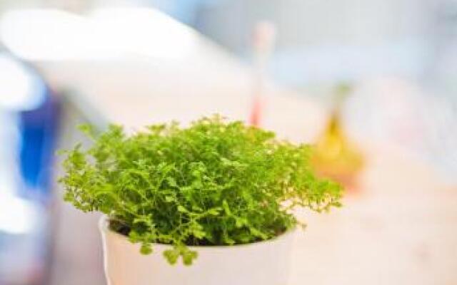 Xing Long No 37 Hostel