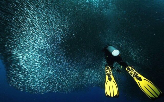 Quo Vadis Dive Resort Moalboal