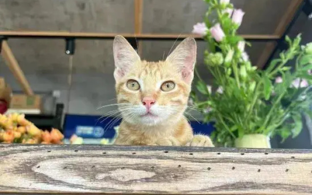 GAR'S Cat Nest Homestay