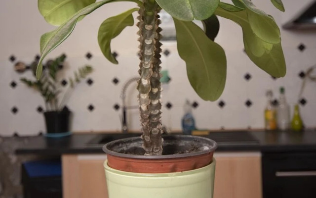 Villa de charme Maloya