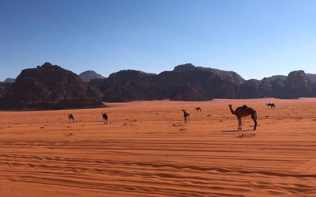 Rashed Awwad Camp With Tour