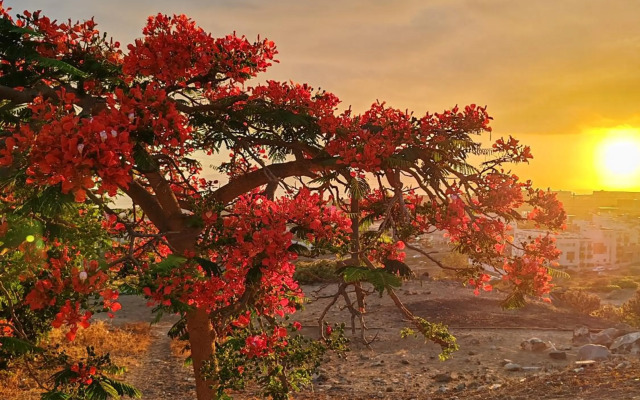 Paula Pool Apartment Adeje