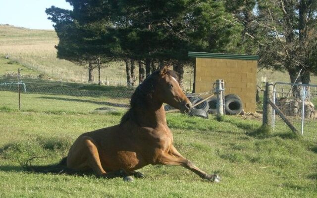 Alpine Country Motel