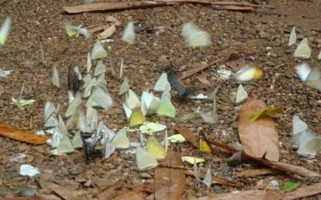 Kaengkachan Lake Hill Resort