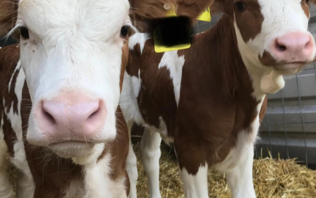 Urlaub auf dem Bauernhof Zeller