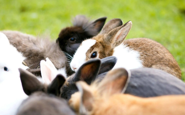 Pai Village Boutique Resort