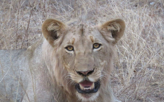 Sausage Tree Safari Camp