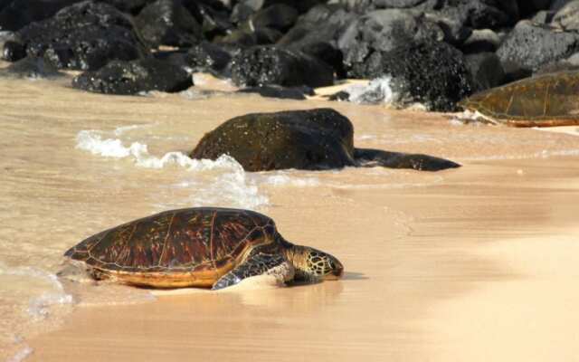 Maui Kamaole M106 in Kihei