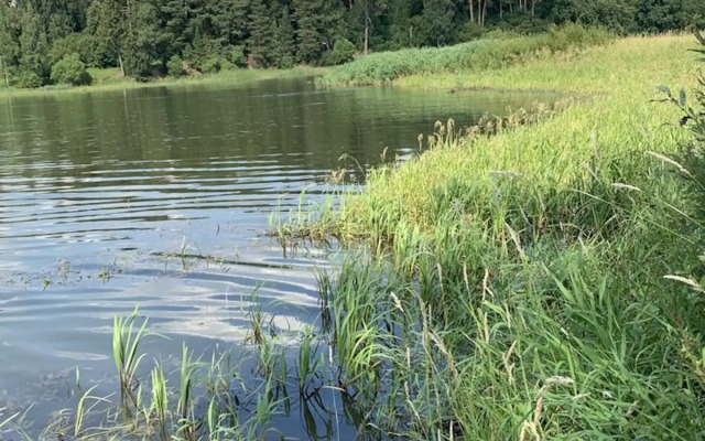 ShelestGlamp (Шелест)