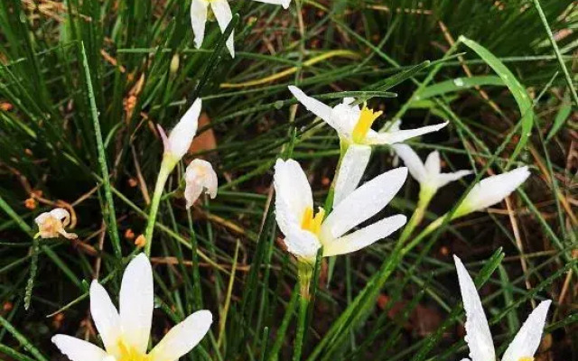 Rooftop Flower Stream Ink B&B