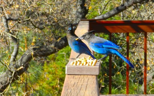 Blue Jay Chalet Unit#5