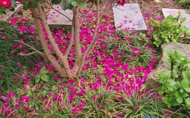 Huiye Courtyard