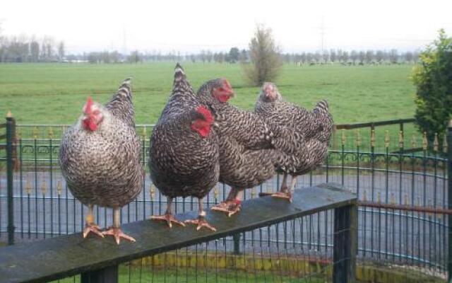 B&B De Peperhoeve