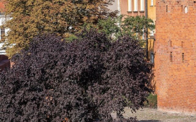 P&O Podwale Apartments