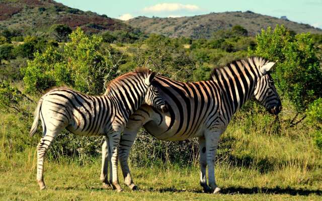 Barefoot Addo Elephant Lodge