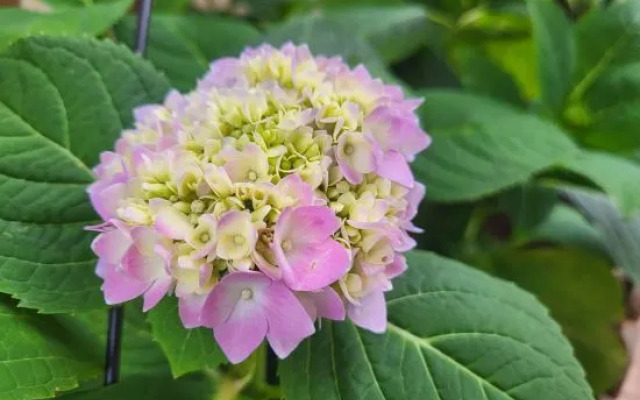 Sad Guest House (Dali Ancient City Branch)