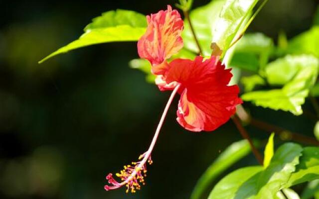 Manuel Antonio Hostel Resort