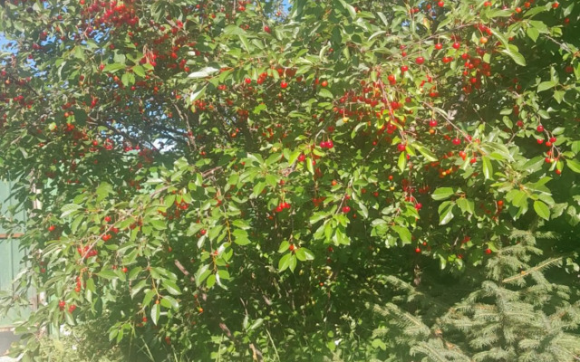 Waterfall in the yard