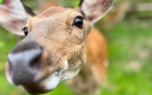 Мы дома - Зеркальный лес