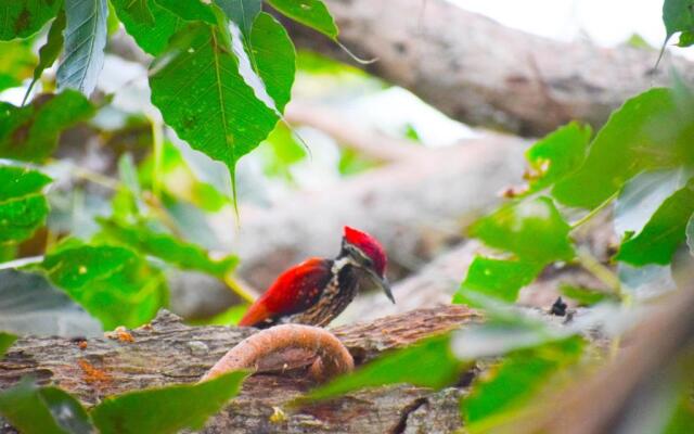 Hotel Bird View