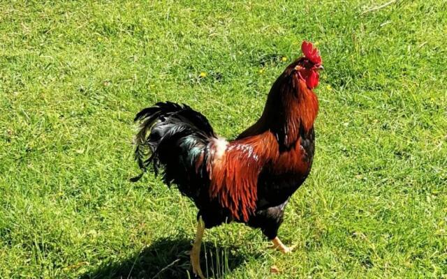 Gîte Danzé, 3 pièces, 6 personnes - FR-1-491-278