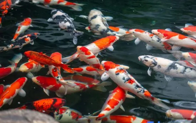 Yunshang Grassland Yinshe Courtyard Meisu