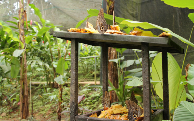 Summit Rainforest & Golf Resort