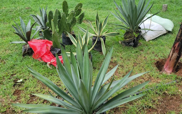 Villa Teresita - Coco Hilltop Sunset