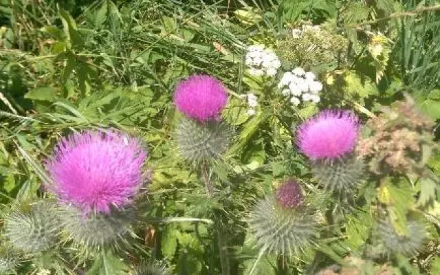 Sir Andrew Murray House