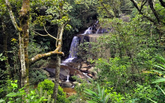 Wild Glamping Knuckles