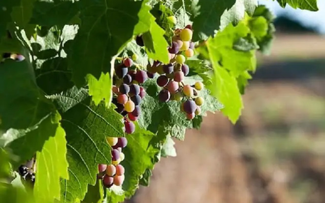 Saint Paul Le Marseillais