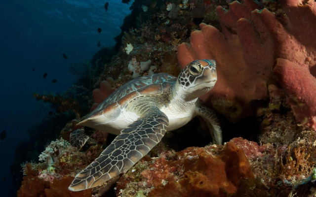 Murex Manado Dive Resort