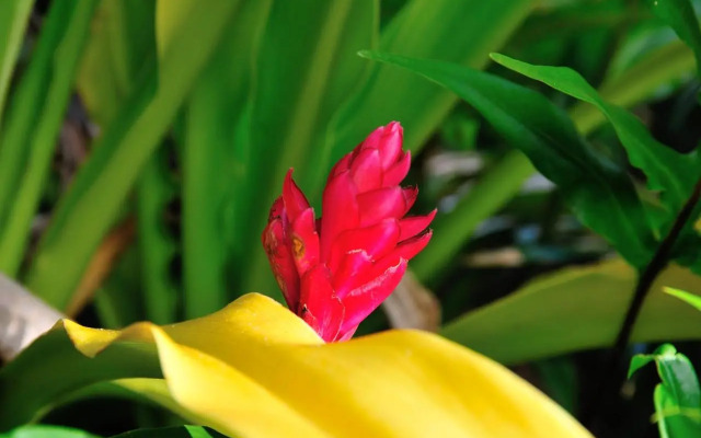 Reef Resort Vava U