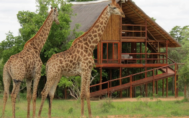 Pezulu Tree House Lodge