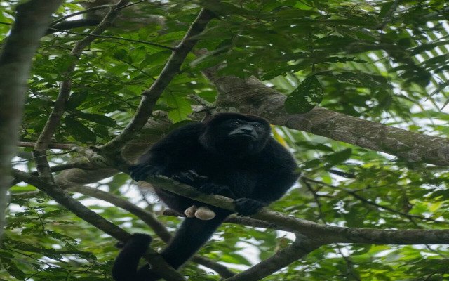 Hotel Serendipity tortuguero