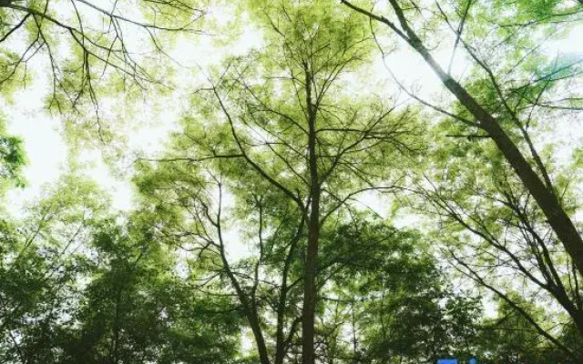 Qiongqia Firefly Forest Camping Hotel