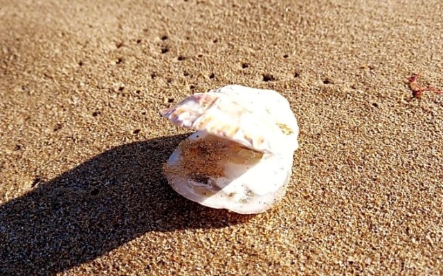 Maison Triton et Porcelaine