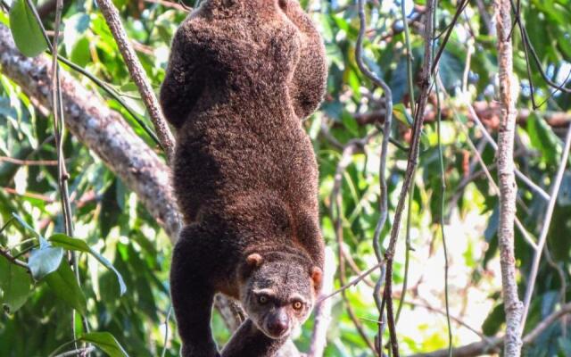 Tangkoko Jungle Homestay By OYO