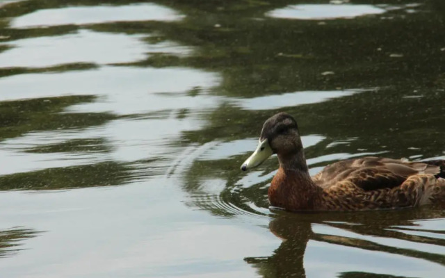 Ferienhaus am See im Bergland 100