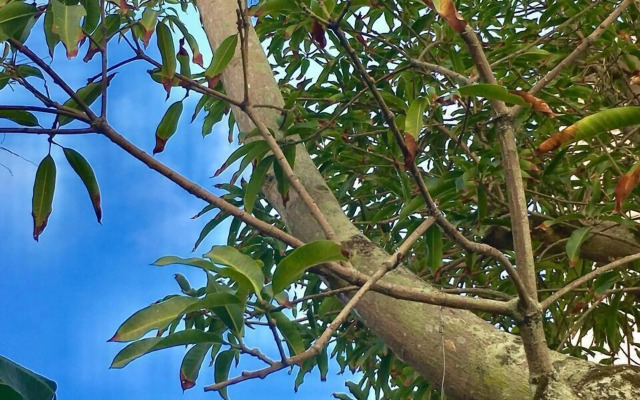 Antheia Ponta do Seixas