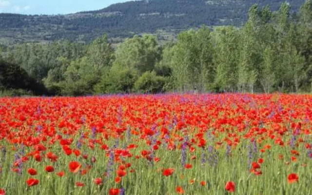 Alcalá de la Selva Apartment