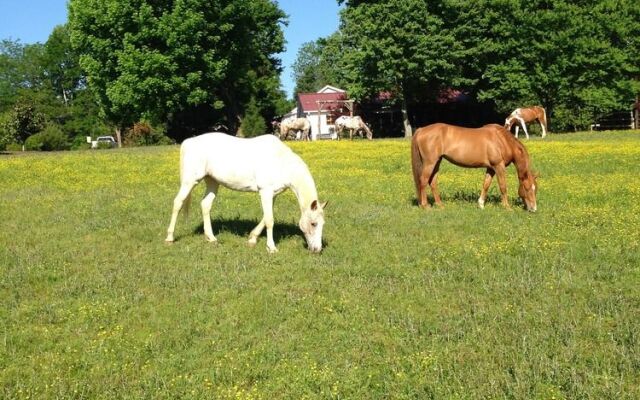 Meadow View Farm