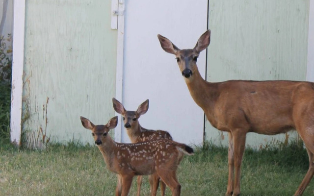 The Pioneer - Craftsman House
