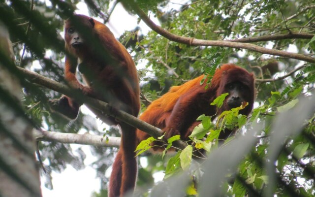 Amazonian Oropendola & tambopata