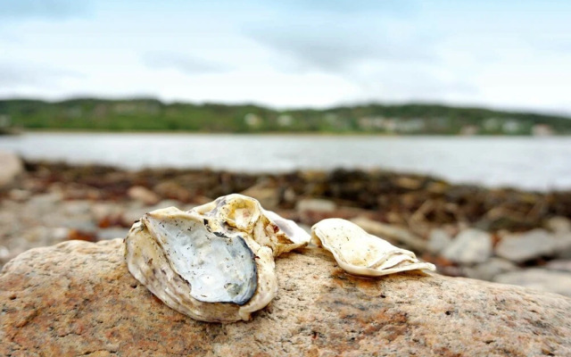 Holiday Home in Kode