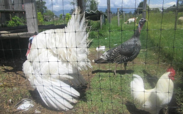 Villa de Libertad DF