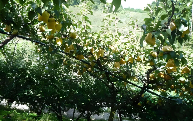 Minshuku Ryokan Miuraya