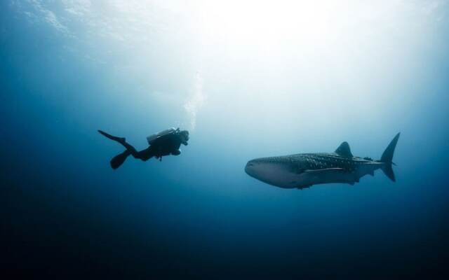 3-bedroom Ocean View Villa in Cabo San Lucas