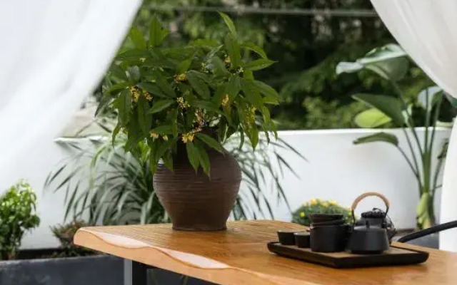 Qingcheng Mountain Xi Yu  Anxia B&B