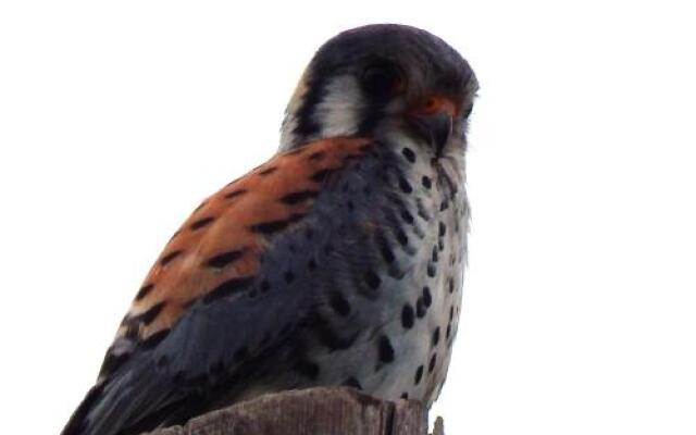 Morada La Silvestre Cabañas